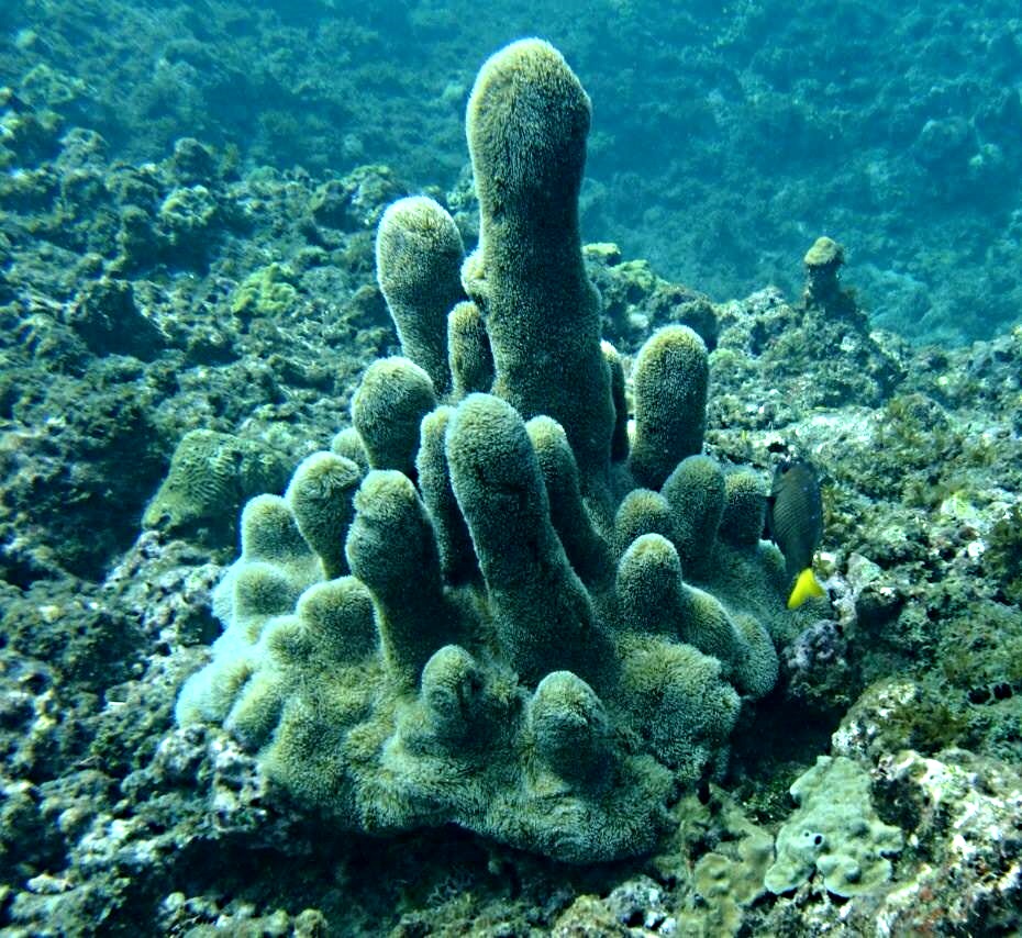 パンタ笛吹カリブグレナダ